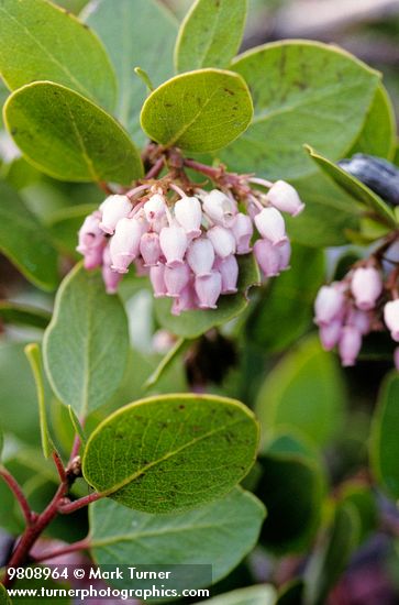 Green Manzanita blossoms & foliage detail