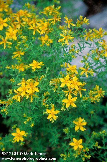 Common St. Johnswort