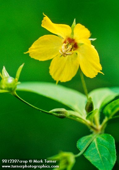 Fringed Loosestrife blossom