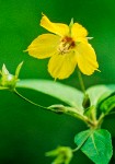 Fringed Loosestrife blossom