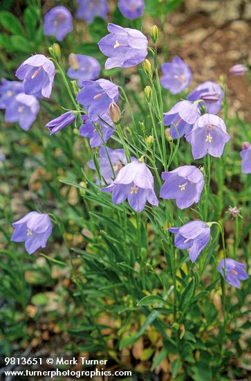 Common Harebells