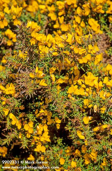 Gorse blossoms & foliage detail