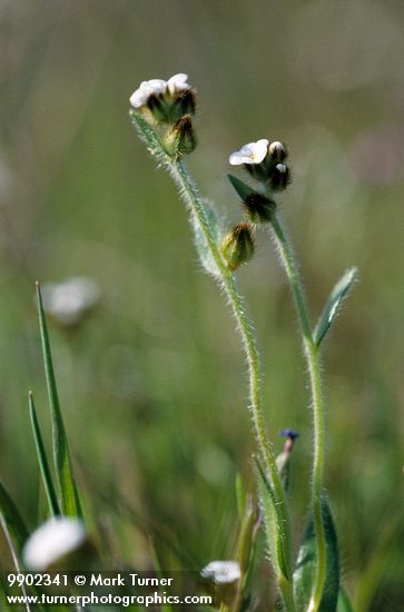 Weak-stem Cryptantha